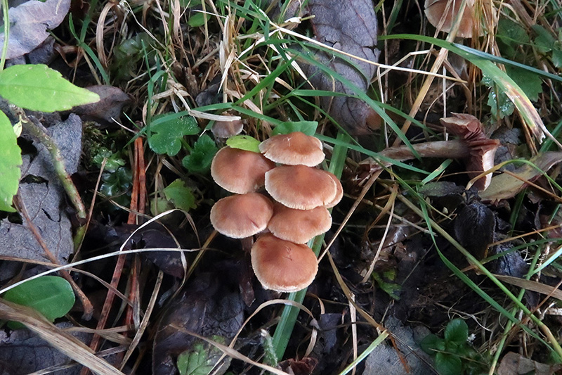 Cortinarius?